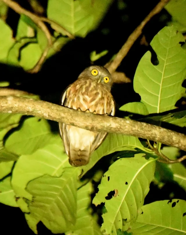 Andaman Boobook (Ninox affinis), photographed in the Andaman Islands