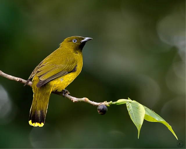 Andaman Bulbul (Microtarsus fuscoflavescens), photographed in the Andaman Islands