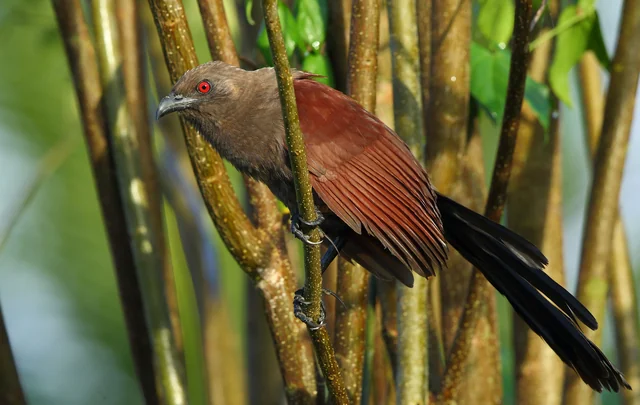 Andaman Coucal (Centropus andamanensis), photographed in the Andaman Islands