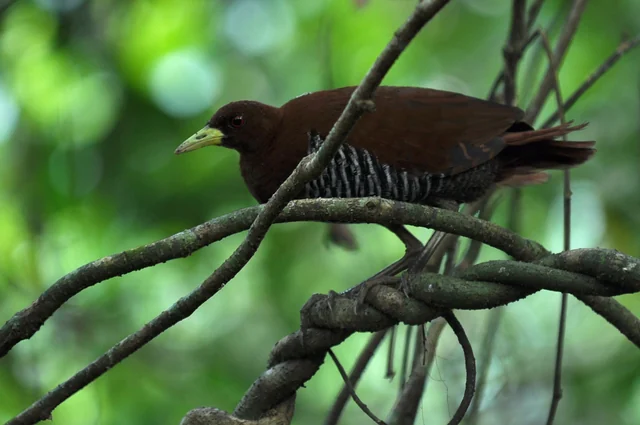 Andaman Crake (Rallina canningi), photographed in the Andaman Islands