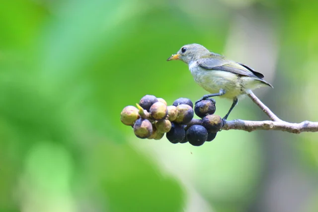 Andaman Flowerpecker (Dicaeum virescens), photographed in the Andaman Islands