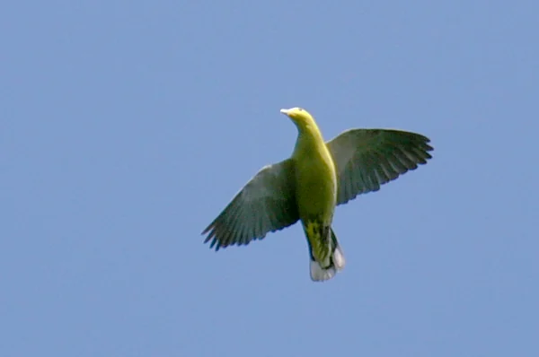 Andaman Green-Pigeon (Treron chloropterus), photographed in the Andaman Islands