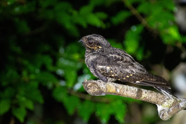Andaman Nightjar (Caprimulgus andamanicus), photographed in the Andaman Islands