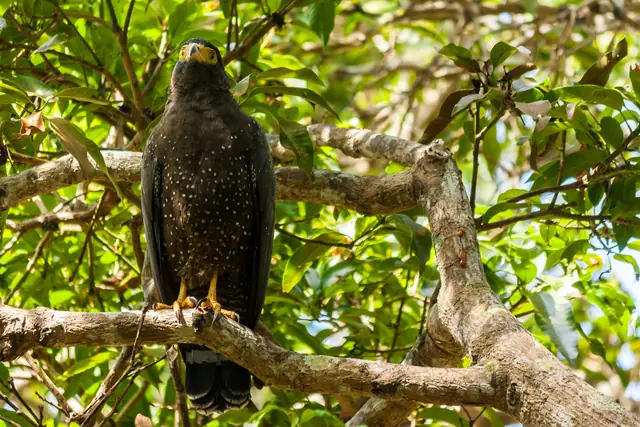 Andaman Serpent-Eagle (Spilornis elgini), photographed in the Andaman Islands