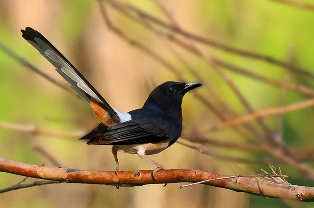 Andaman Shama (Copsychus albiventris), photographed in the Andaman Islands