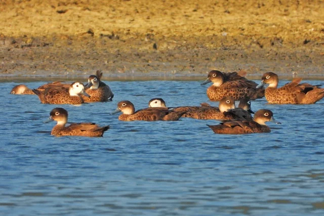 Andaman Teal (Anas albogularis), photographed in the Andaman Islands