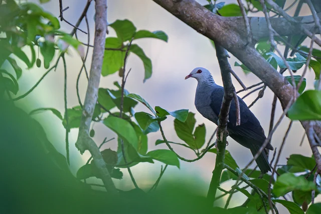 Andaman Wood-Pigeon (Columba palumboides), photographed in the Andaman Islands