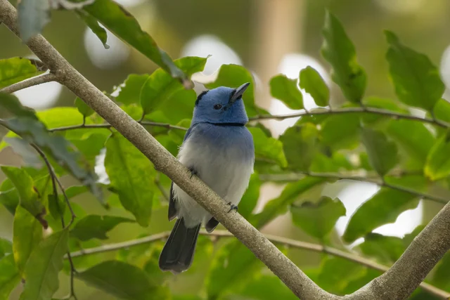 Black-naped Monarch (Hypothymis azurea)