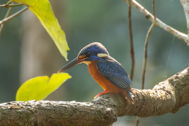 Blue-eared Kingfisher (Alcedo meninting)
