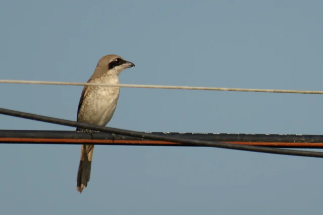 Brown Shrike (Lanius cristatus), photographed in the Andaman Islands
