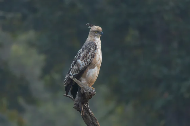 Changeable Hawk-Eagle (Nisaetus cirrhatus)