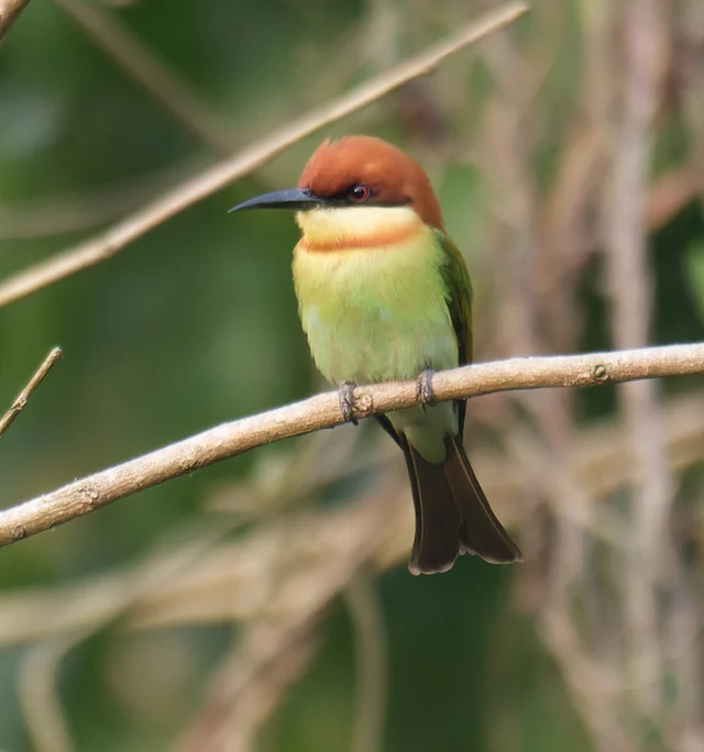 Chestnut-headed Bee-eater (Merops leschenaulti)