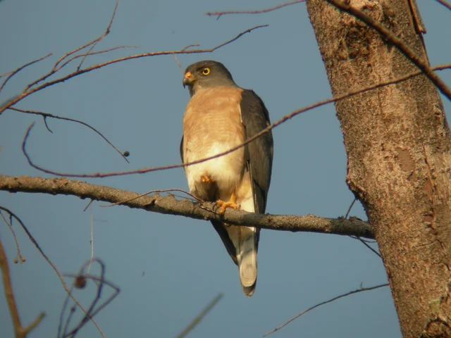 Chinese Sparrowhawk (Tachyspiza soloensis)