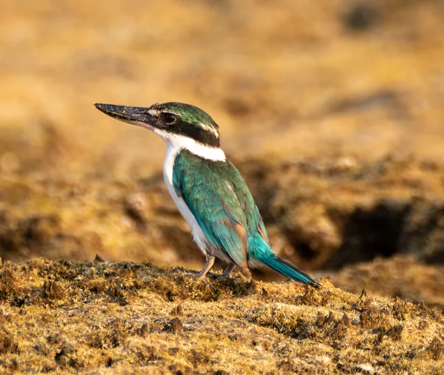 Collared Kingfisher (Todiramphus chloris)