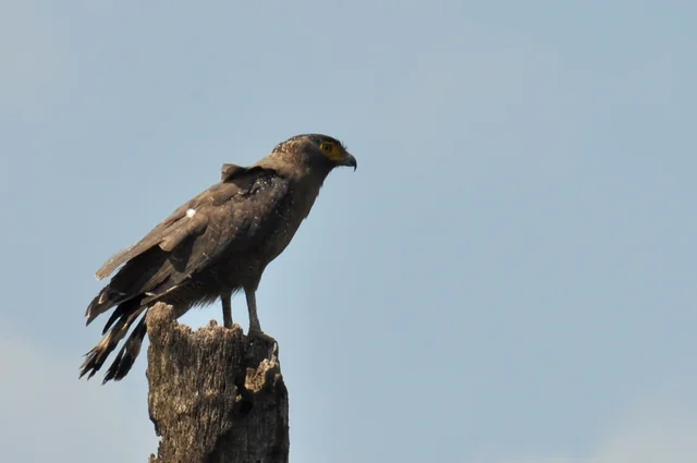 Crested Serpent-Eagle (Spilornis cheela), photographed in the Andaman Islands