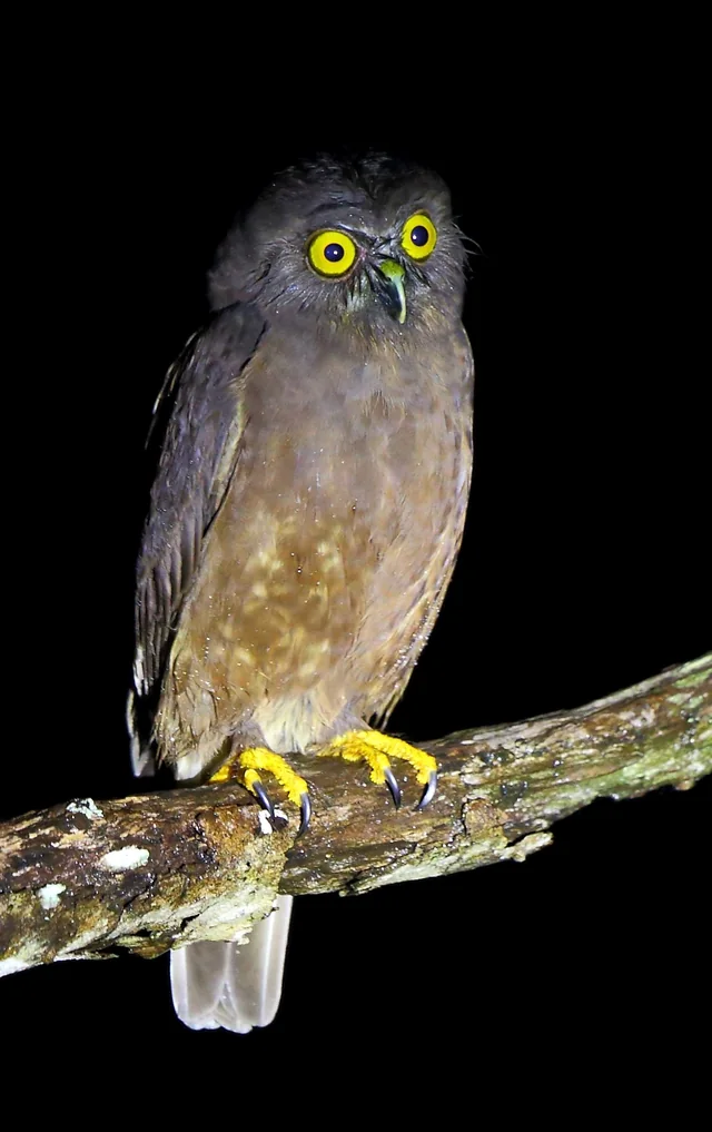 Hume's Boobook (Ninox obscura), photographed in the Andaman Islands