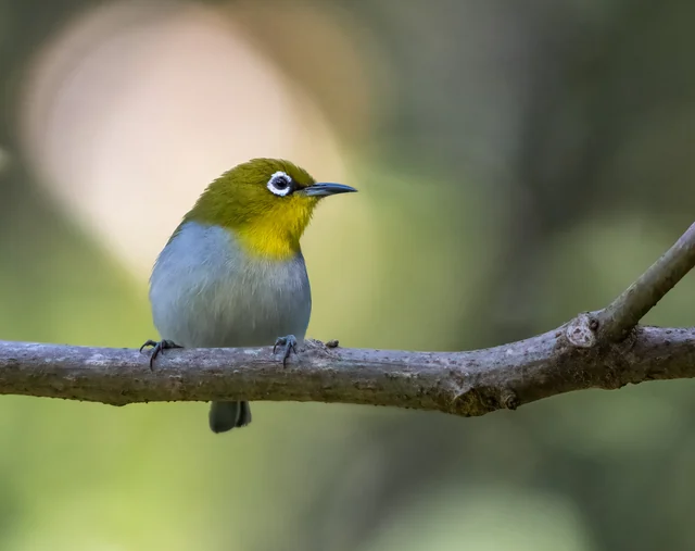 Indian White-eye (Zosterops palpebrosus)