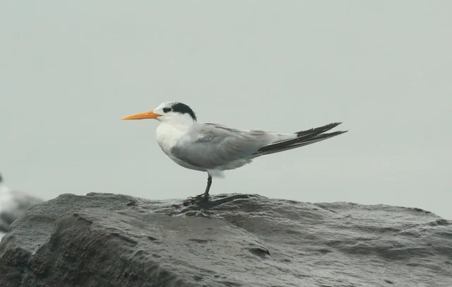 Lesser Crested Tern (Thalasseus bengalensis)