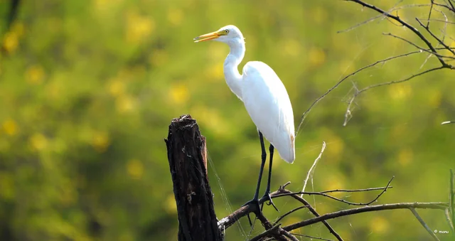 Medium Egret (Ardea intermedia)