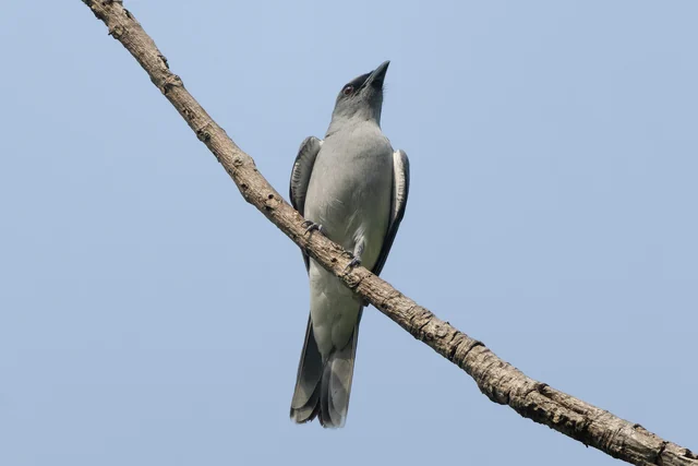 Oriental Cuckooshrike (Coracina javensis)