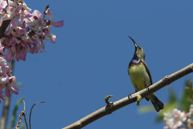 Ornate Sunbird (Cinnyris ornatus), photographed in the Andaman Islands