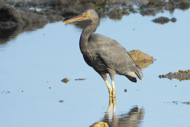Pacific Reef-Heron (Egretta sacra), photographed in the Andaman Islands
