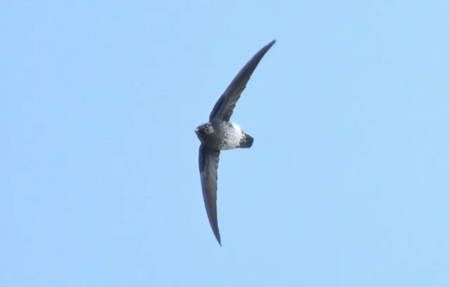 Plume-toed Swiftlet (Collocalia affinis)