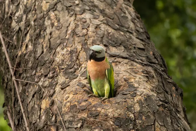 Red-breasted Parakeet (Psittacula alexandri)