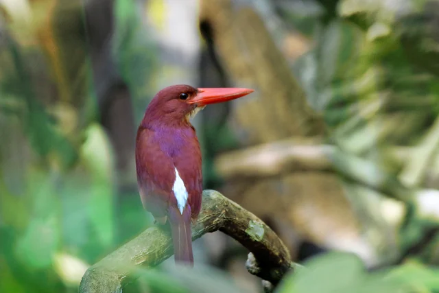 Ruddy Kingfisher (Halcyon coromanda), photographed in the Andaman Islands