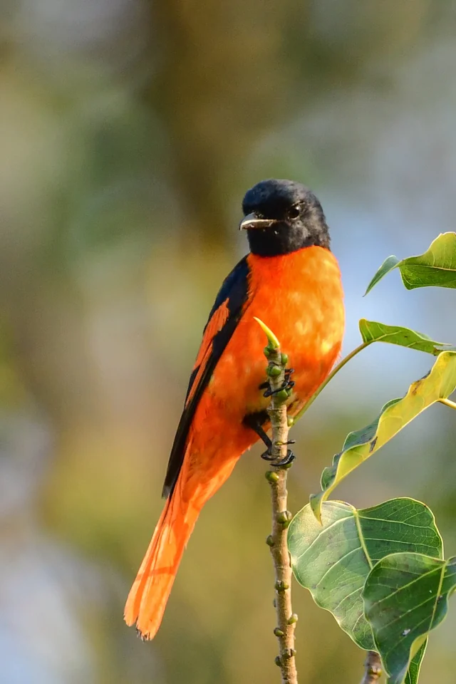 Scarlet Minivet (Pericrocotus speciosus), photographed in the Andaman Islands