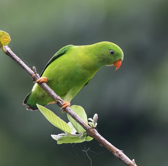 Vernal Hanging-Parrot (Loriculus vernalis)
