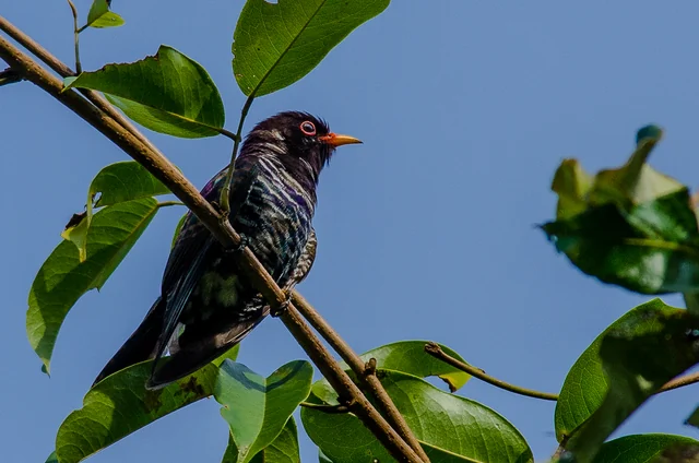 Violet Cuckoo (Chrysococcyx xanthorhynchus), photographed in the Andaman Islands
