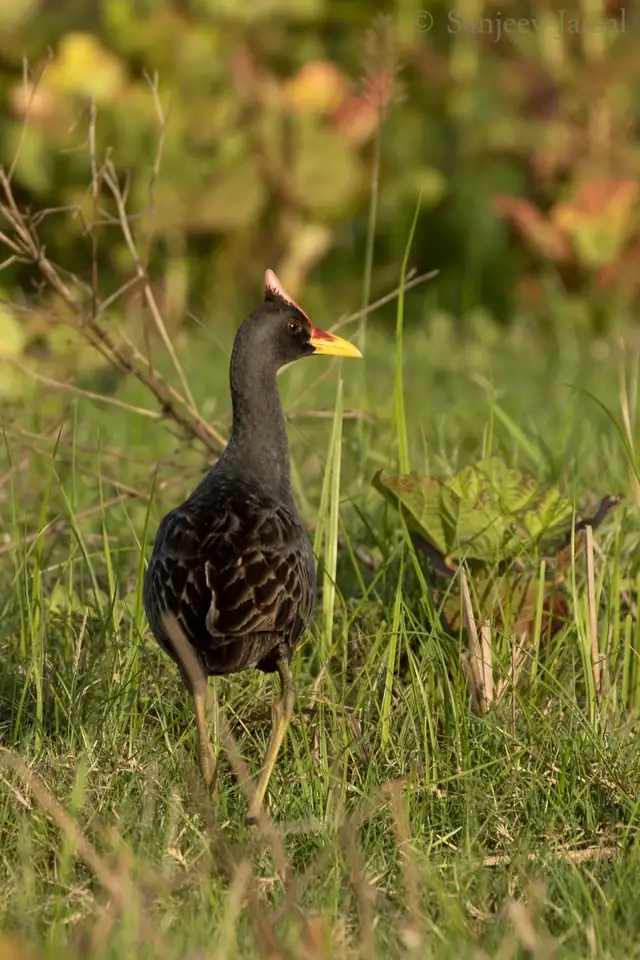 Watercock (Gallicrex cinerea)