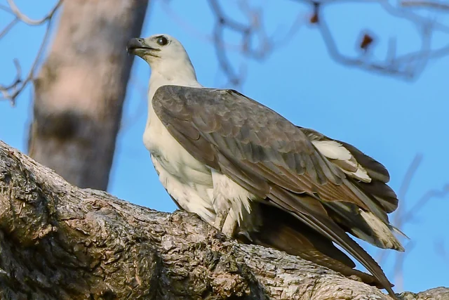 White-bellied Sea-Eagle (Icthyophaga leucogaster), photographed in the Andaman Islands