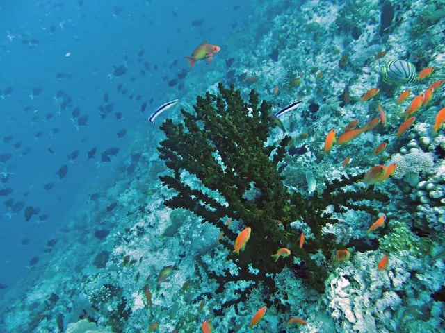 Black Sun Coral (Tubastraea micranthus)