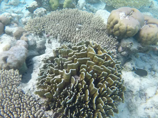 Blue Coral (Heliopora coerulea)