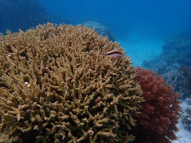 Branching Horn Coral (Hydnophora rigida)