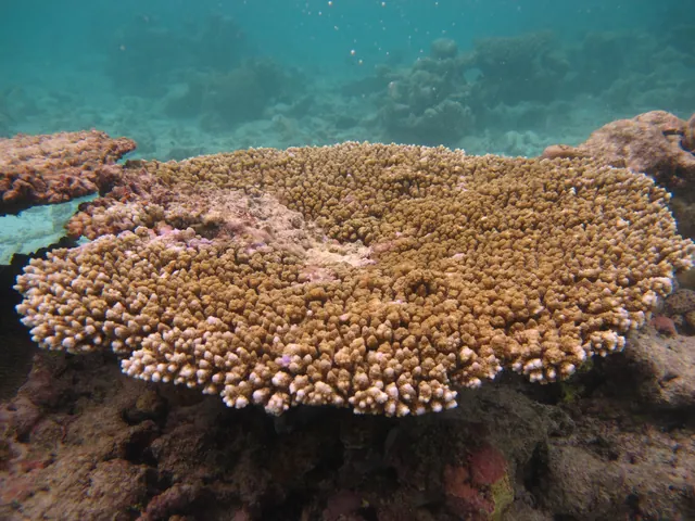 Brush Coral (Acropora hyacinthus)