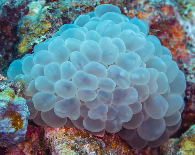 Bubble Coral (Plerogyra sinuosa)