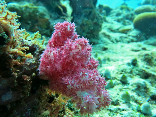 Carnation Coral (Dendronephthya spp.)