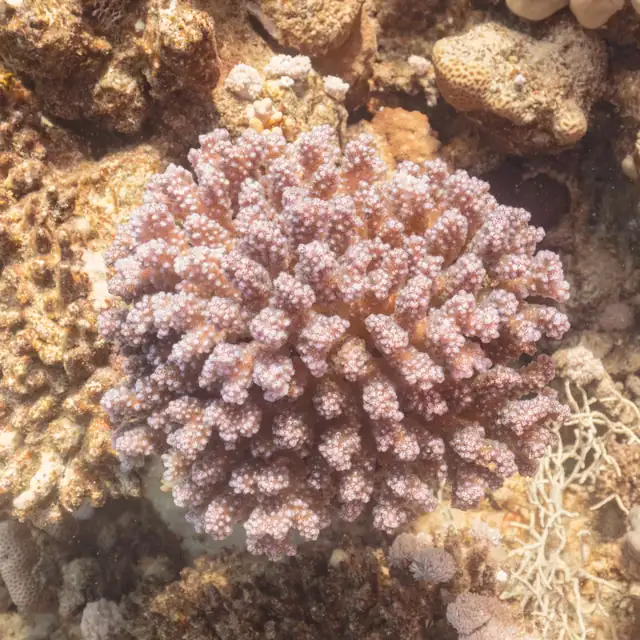 Cauliflower Coral (Pocillopora verrucosa)