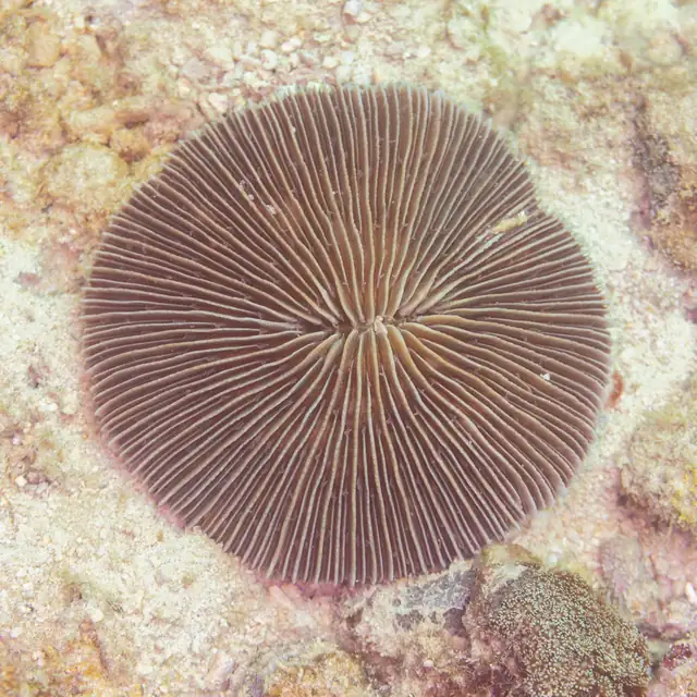 Common Mushroom Coral (Fungia fungites)