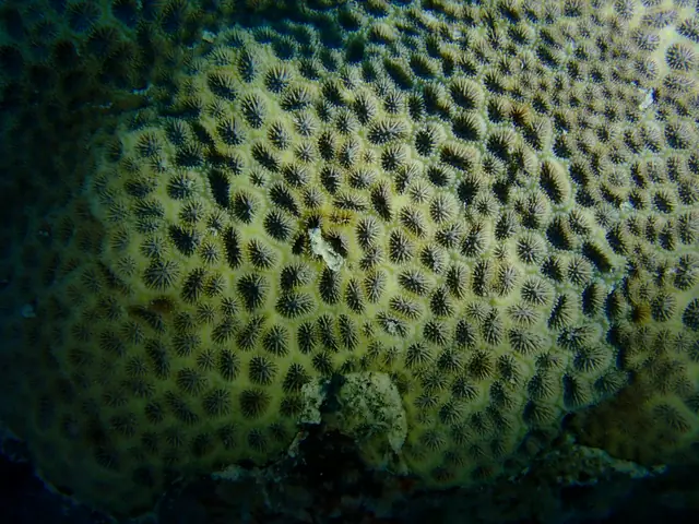 Crust Coral (Leptastrea transversa)