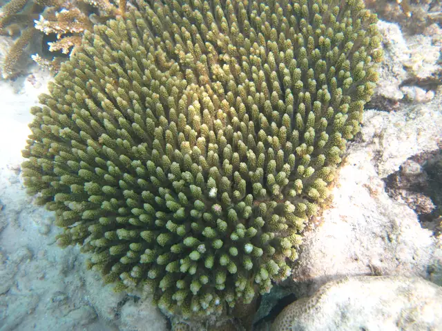 Cushion Acropora (Acropora millepora)