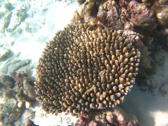 Digitate Acropora (Acropora digitifera)