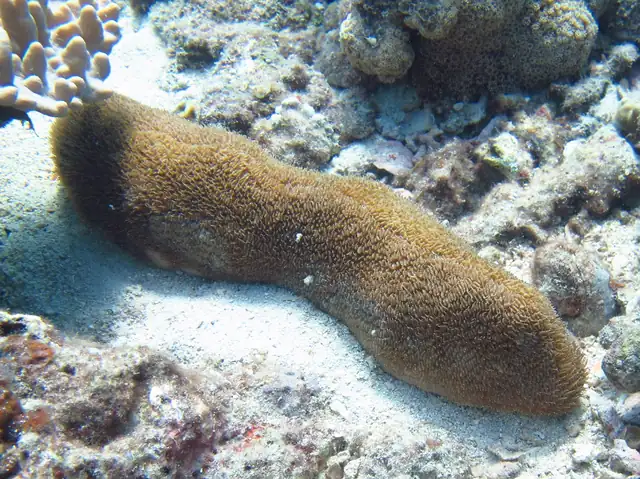 Feather Coral (Polyphyllia talpina)