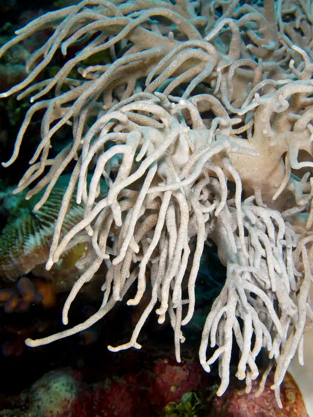 Finger Leather Coral (Sinularia and Sclerophytum spp.)