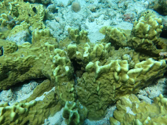 Fire Coral (Millepora spp.)