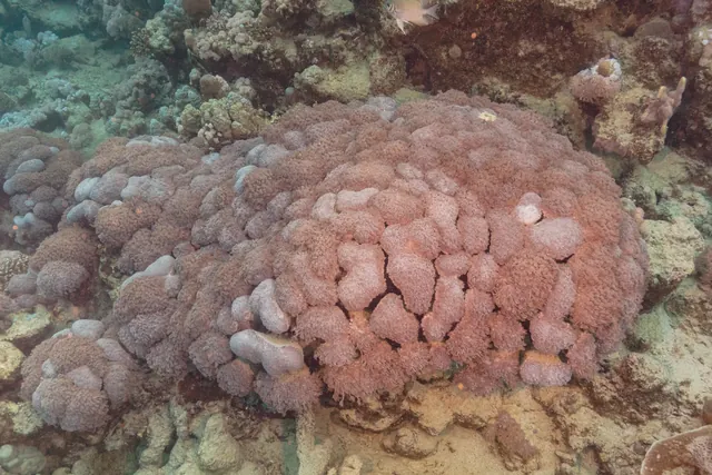 Flowerpot Coral (Goniopora spp.)
