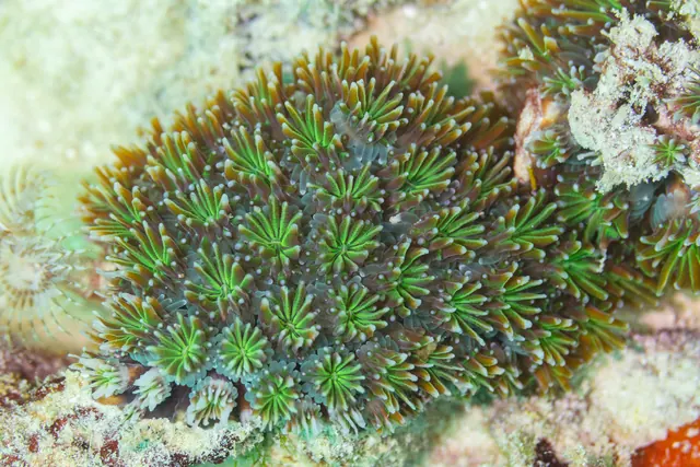 Galaxy Coral (Galaxea fascicularis)